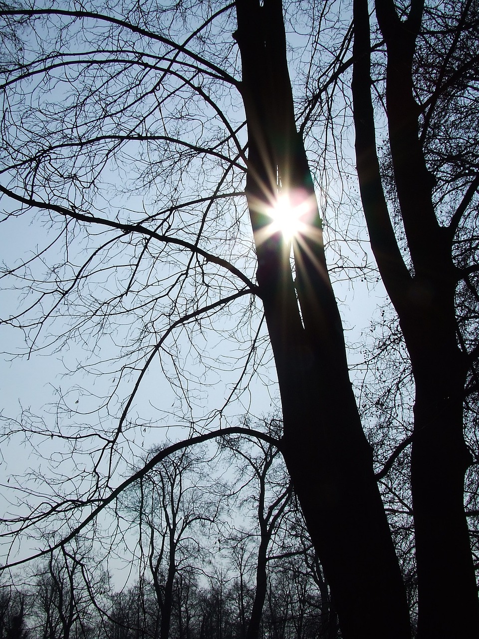 tree the sun nature free photo