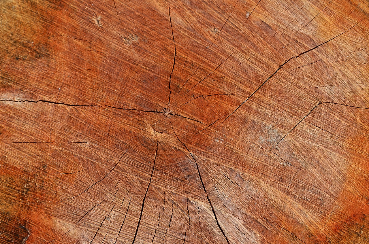 tree wood texture free photo