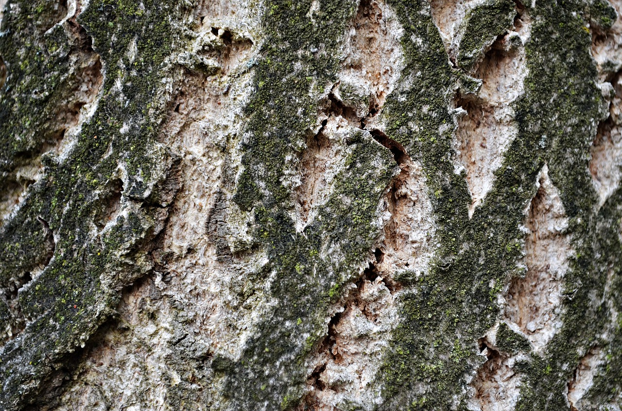 tree the bark forest free photo