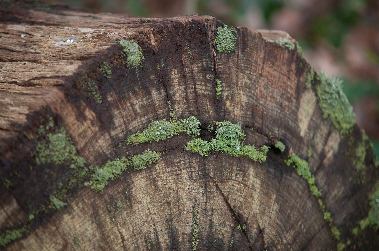 tree moss green free photo