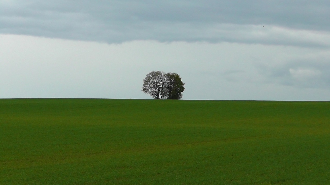 tree landscape nature free photo