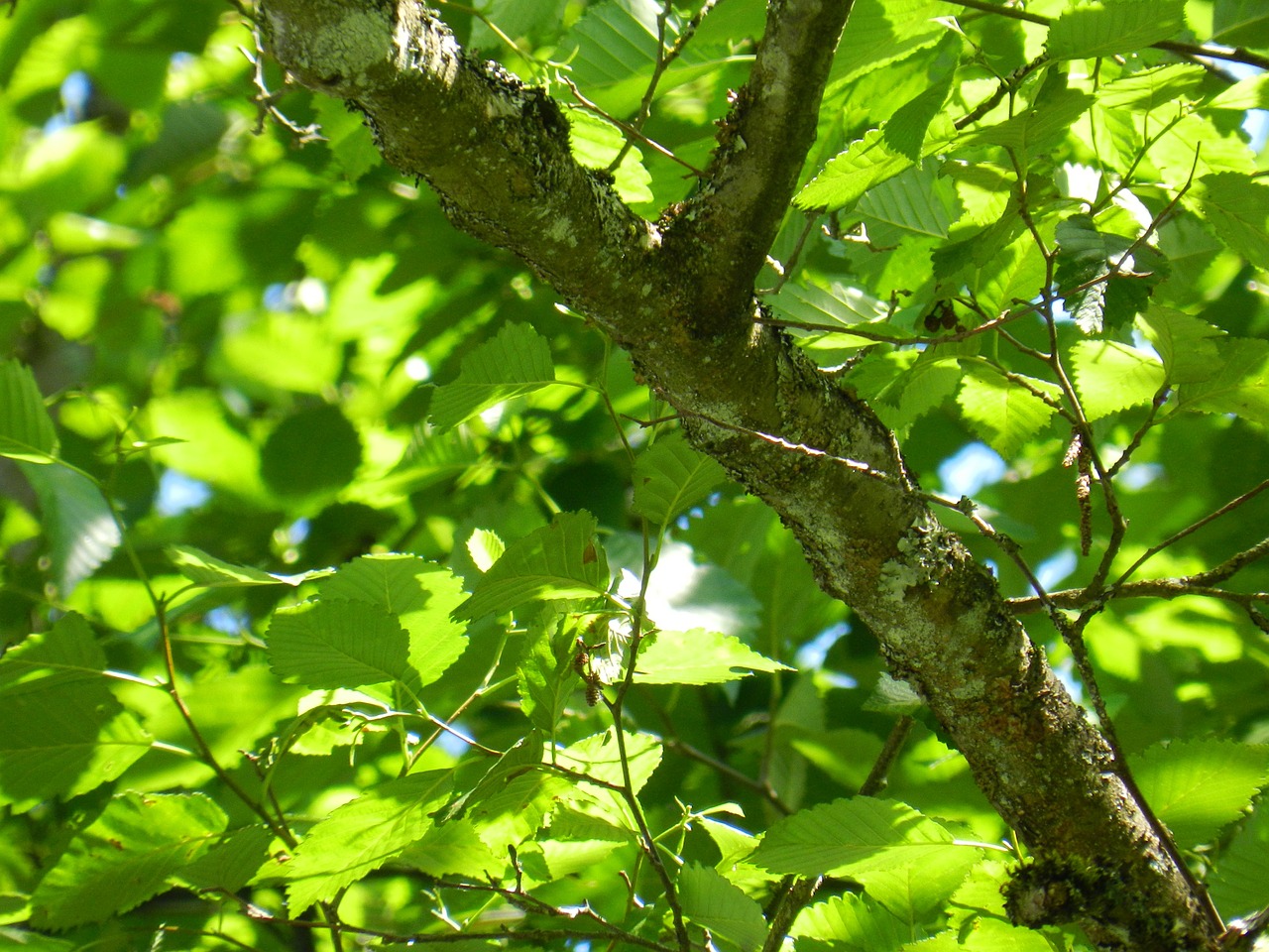 tree branch leaves free photo