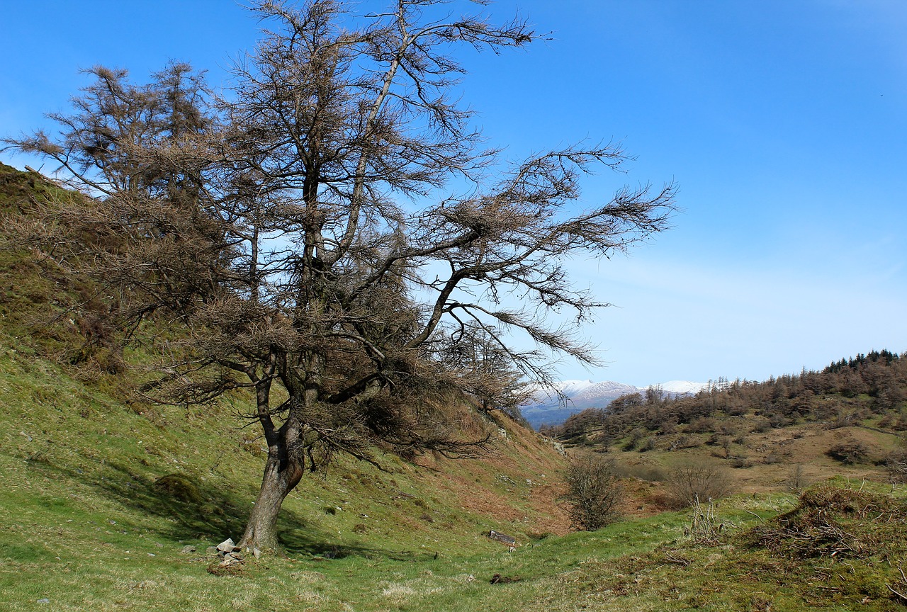 tree mountain snow free photo