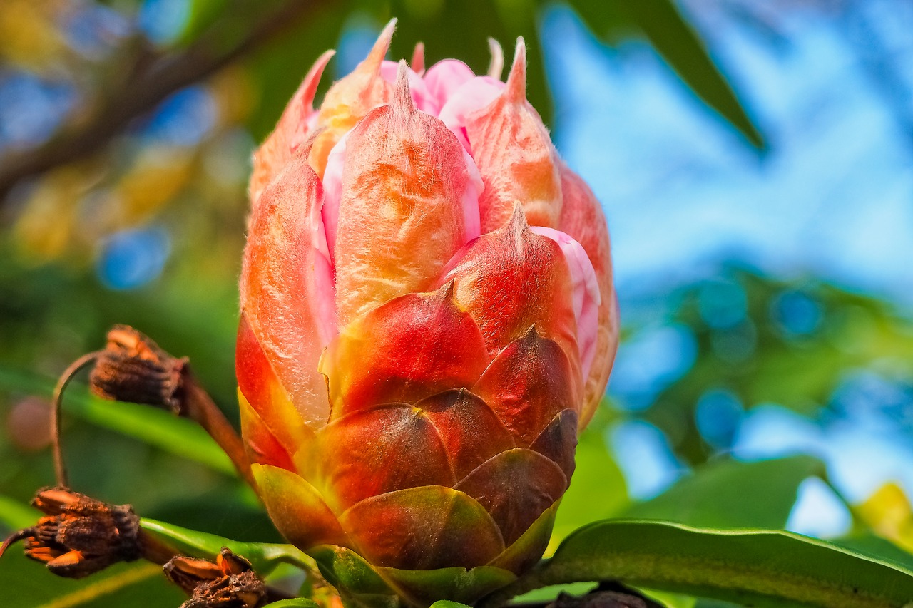 tree blossom bloom free photo