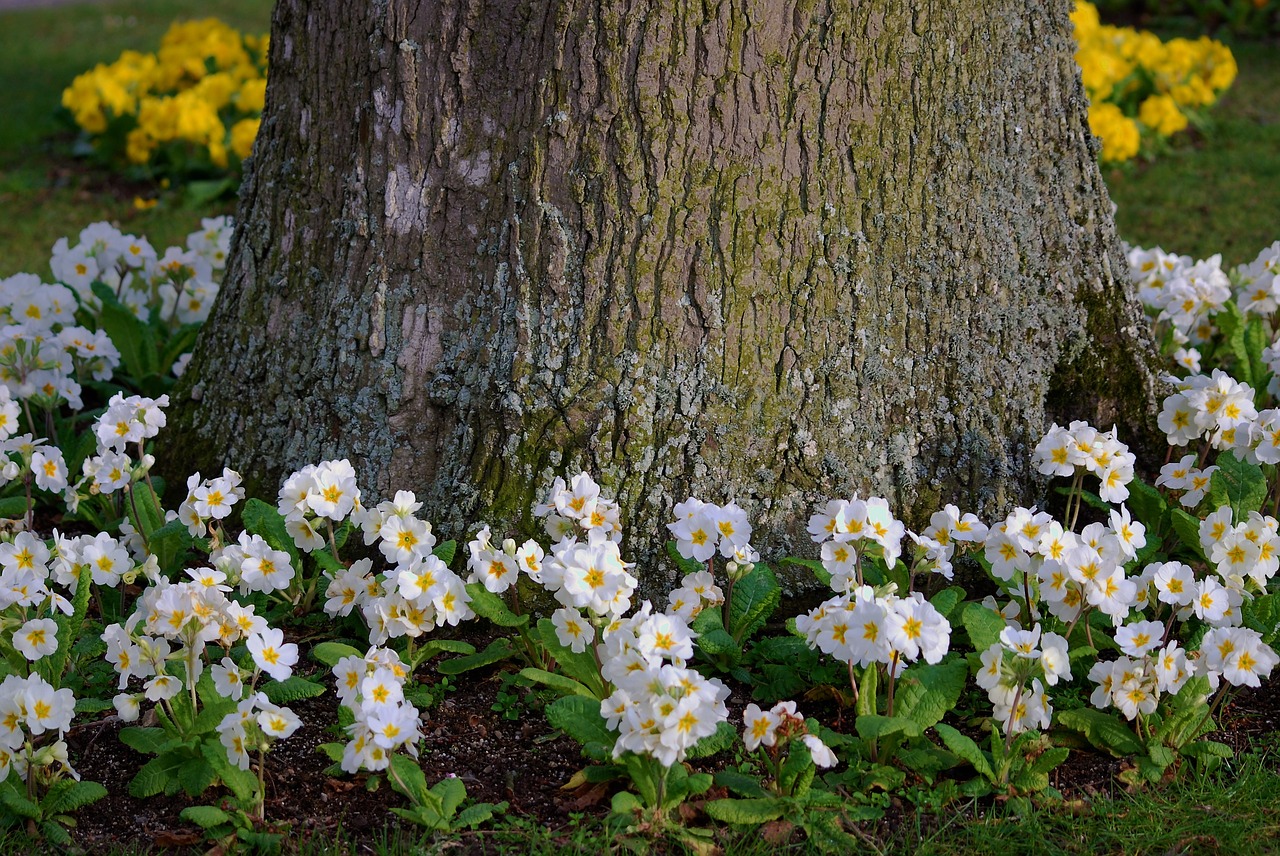 tree flowers nature free photo