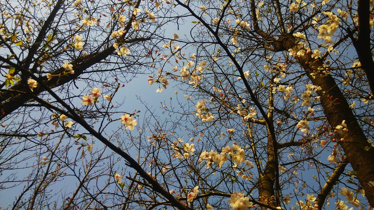 tree spring sky free photo