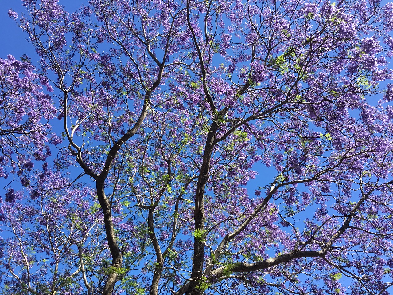 tree australia spring free photo