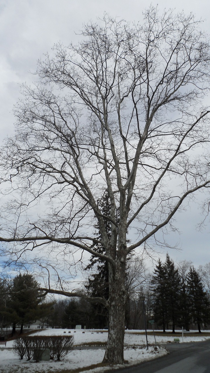 tree birch tall free photo