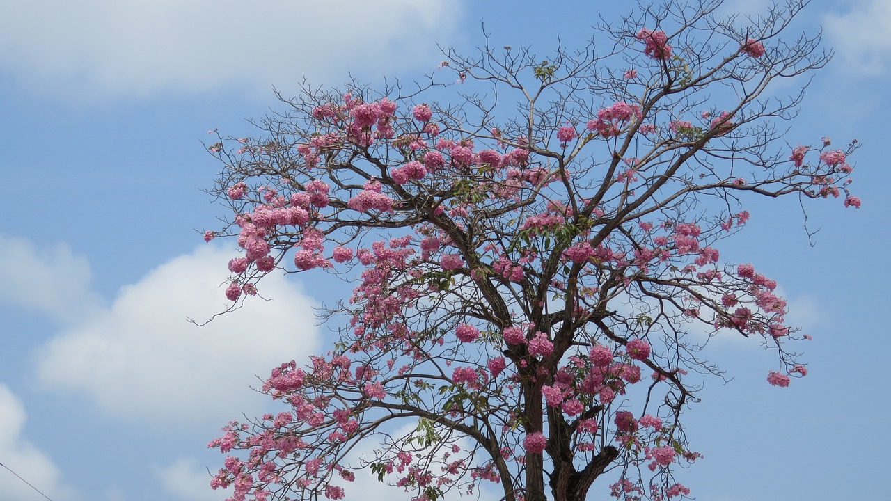 tree pink flowers blue sky free photo