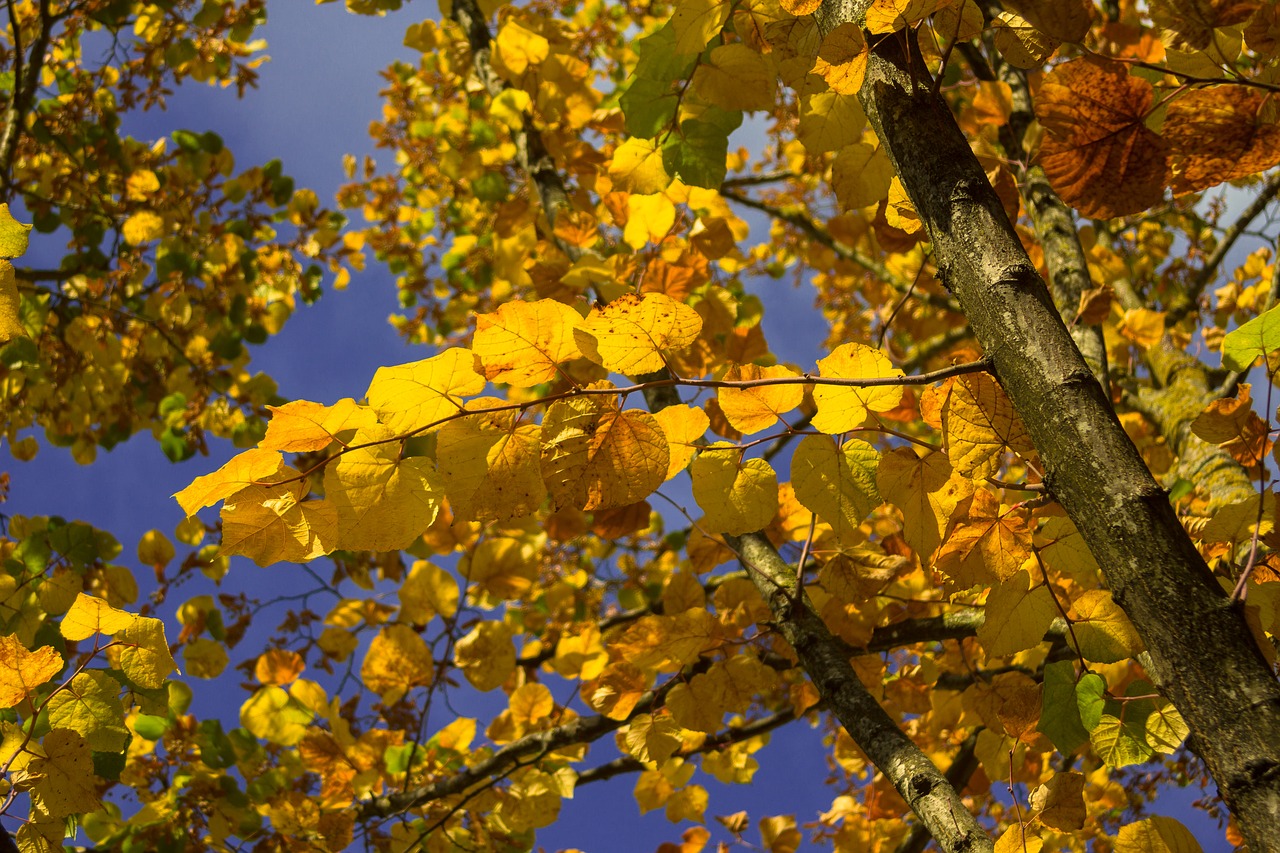 tree yellow brown free photo