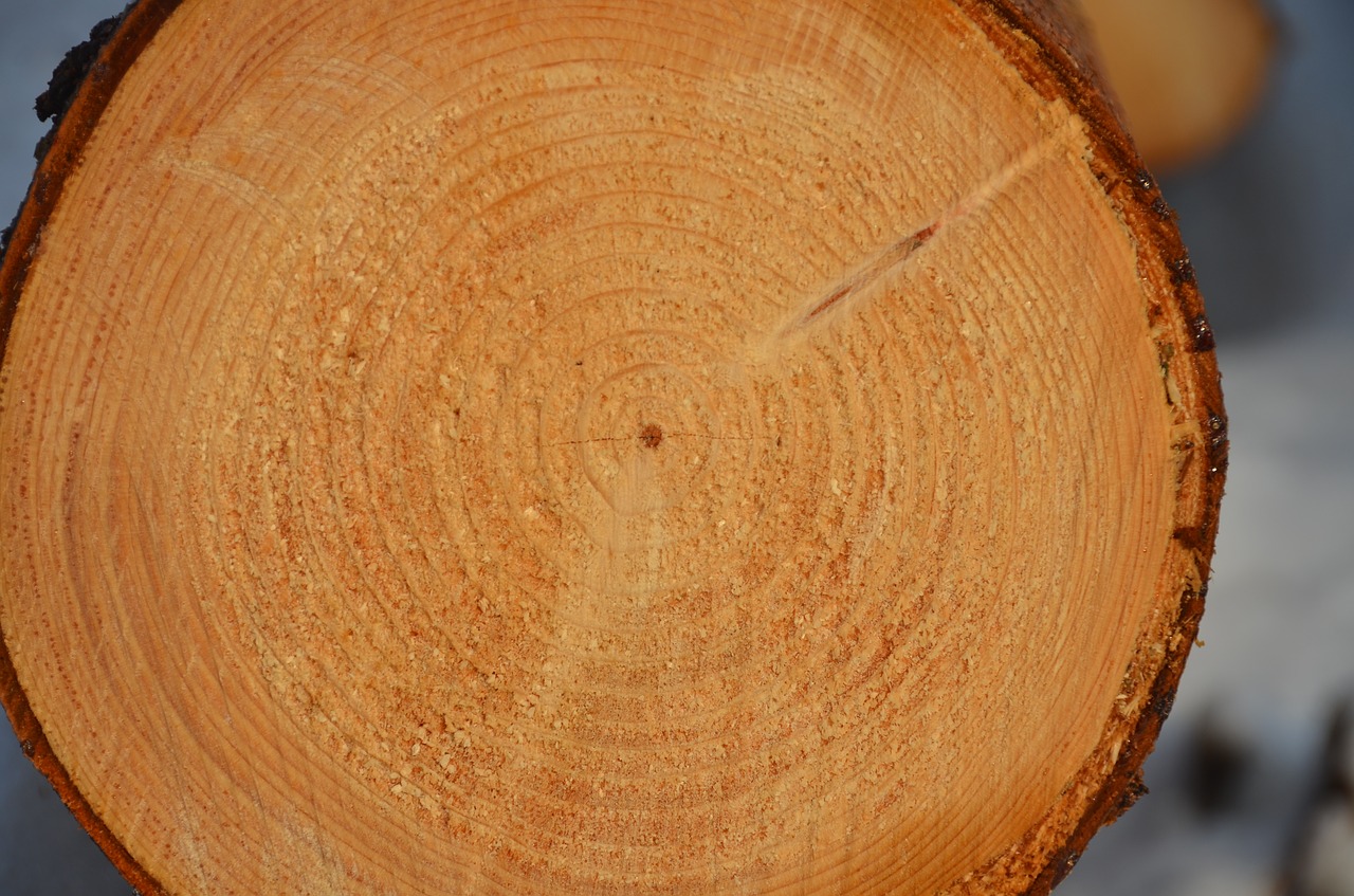 tree annual rings time free photo