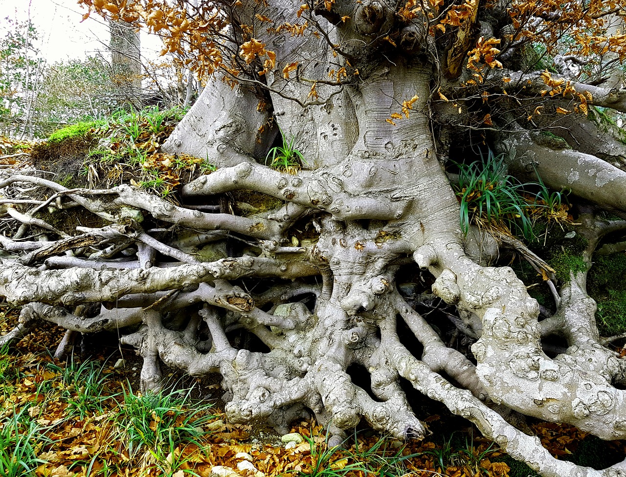 tree landscape tree with roots free photo