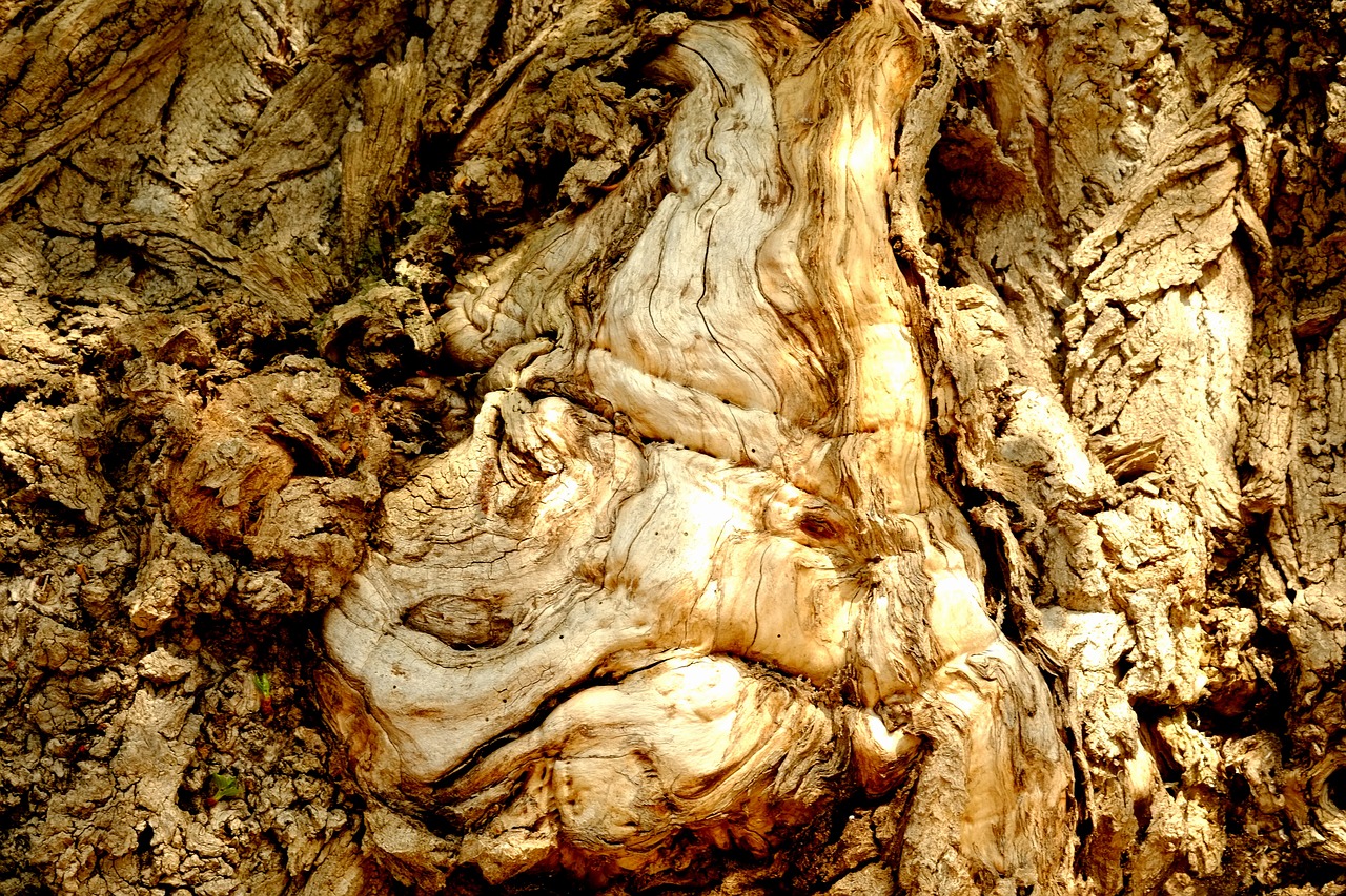 tree bark log free photo