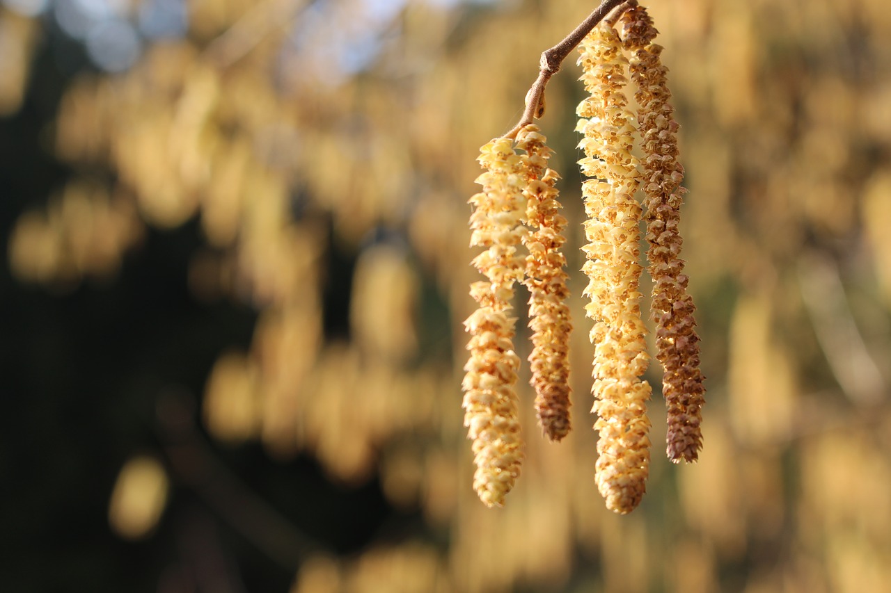 tree flower spring free photo