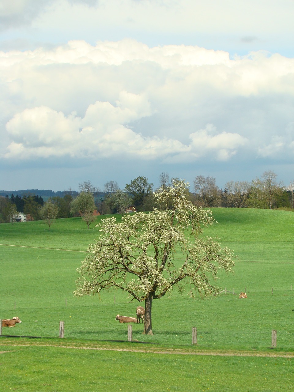 tree clouds reported free photo