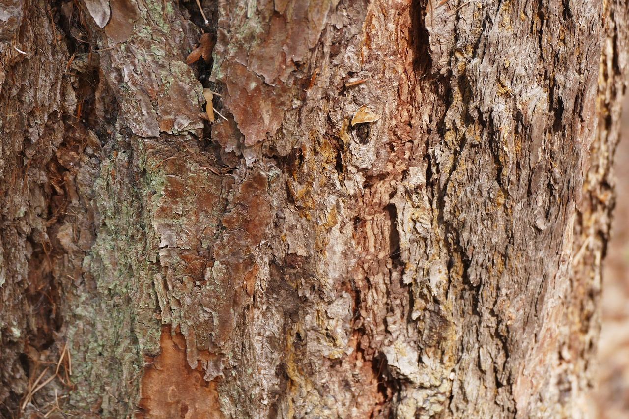 tree bark tree bark free photo