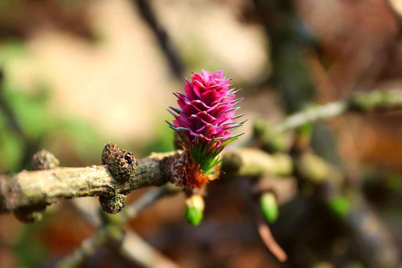 tree larch branch free photo