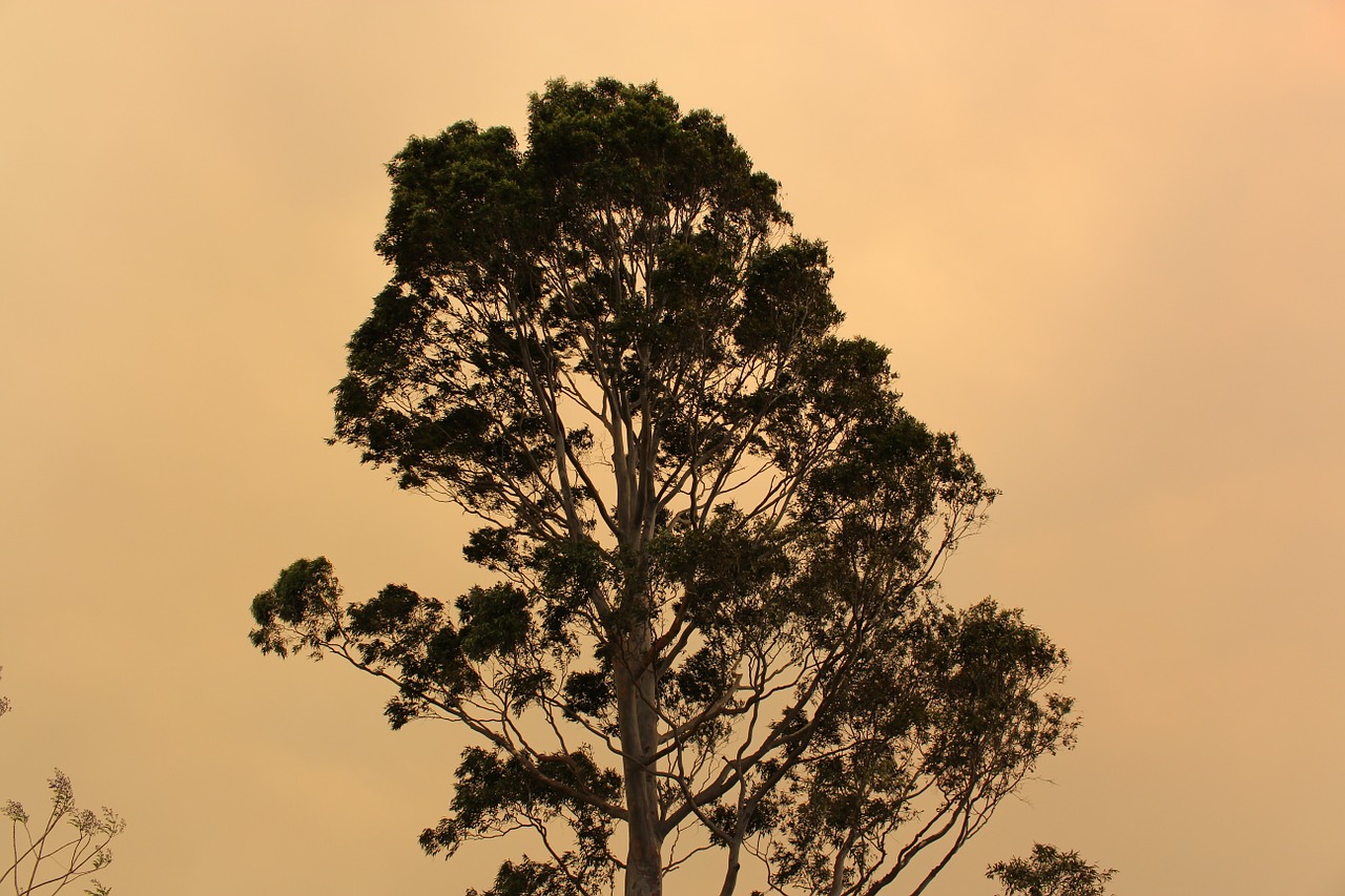 tree bushfire smoke free photo