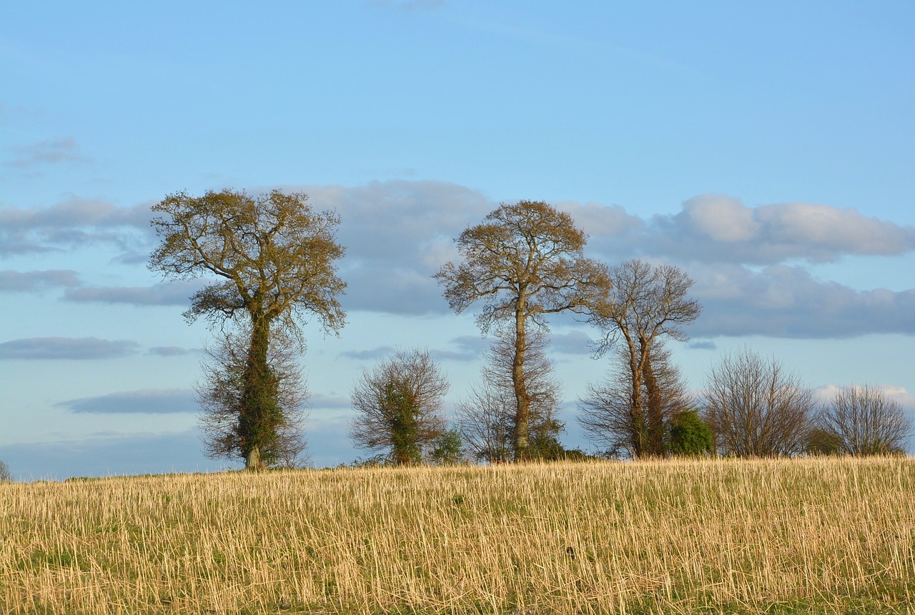 tree nature sky free photo