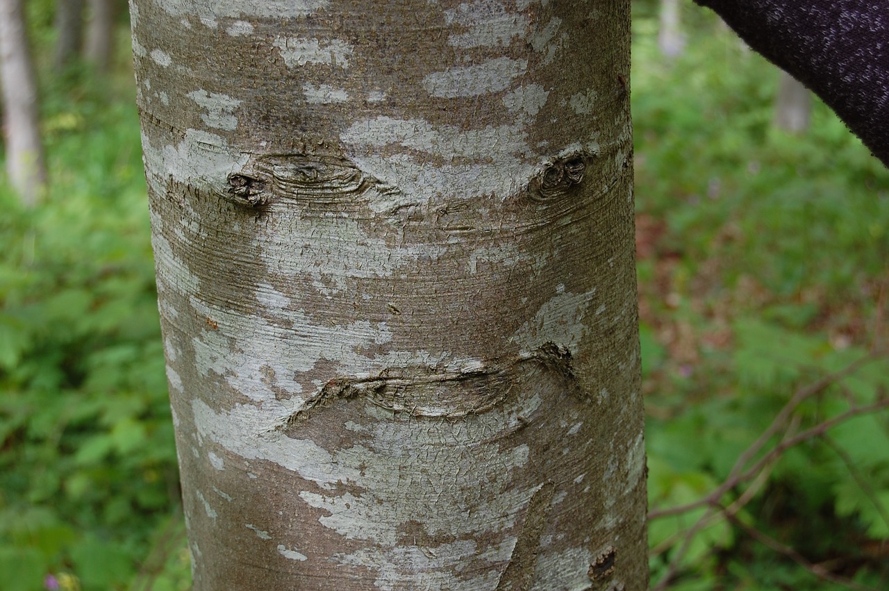 tree strange nature free photo