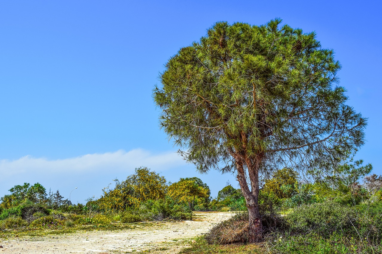 tree coppice nature free photo