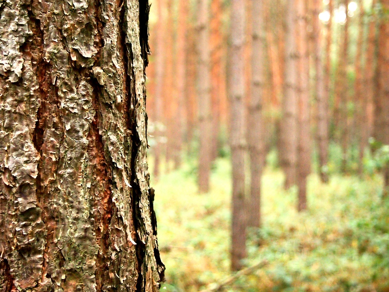 tree forest autumn free photo