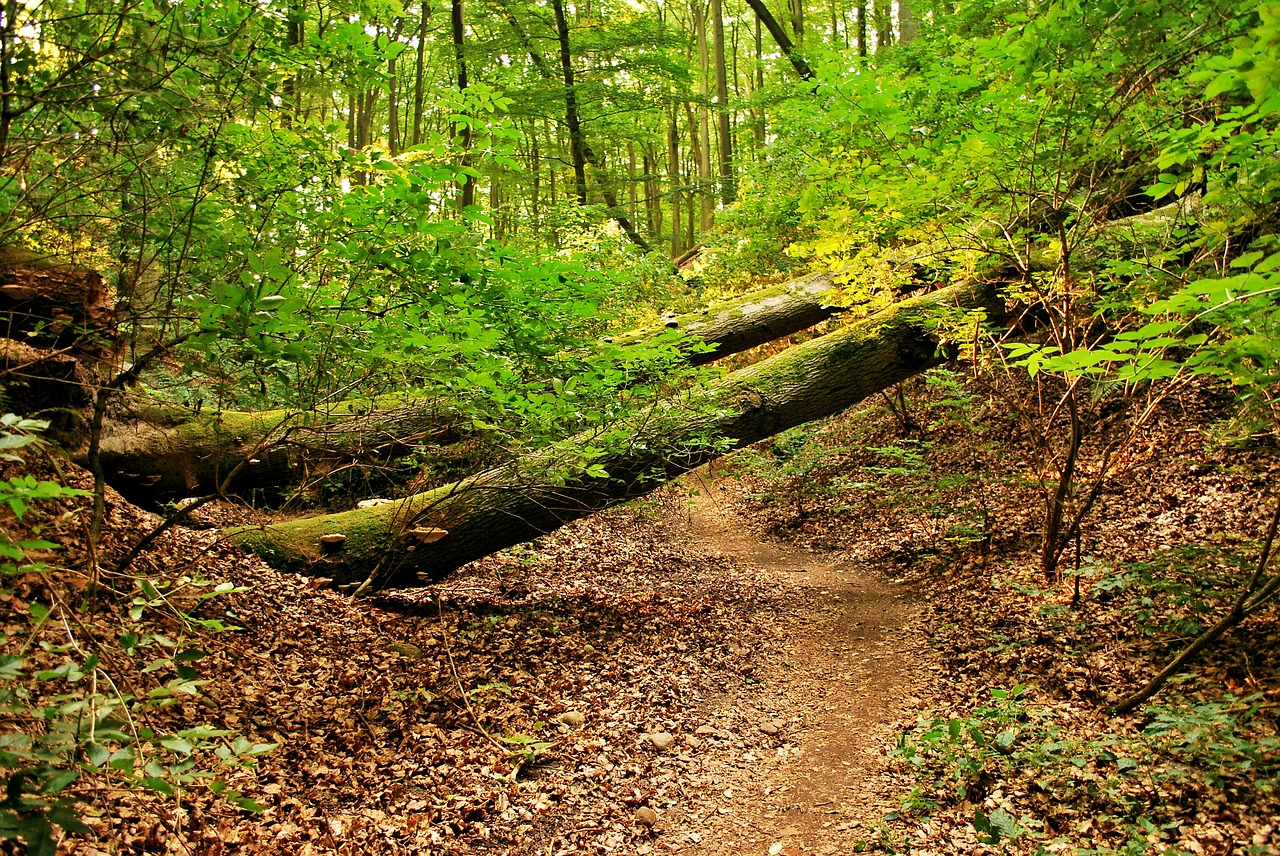 tree forest nature free photo