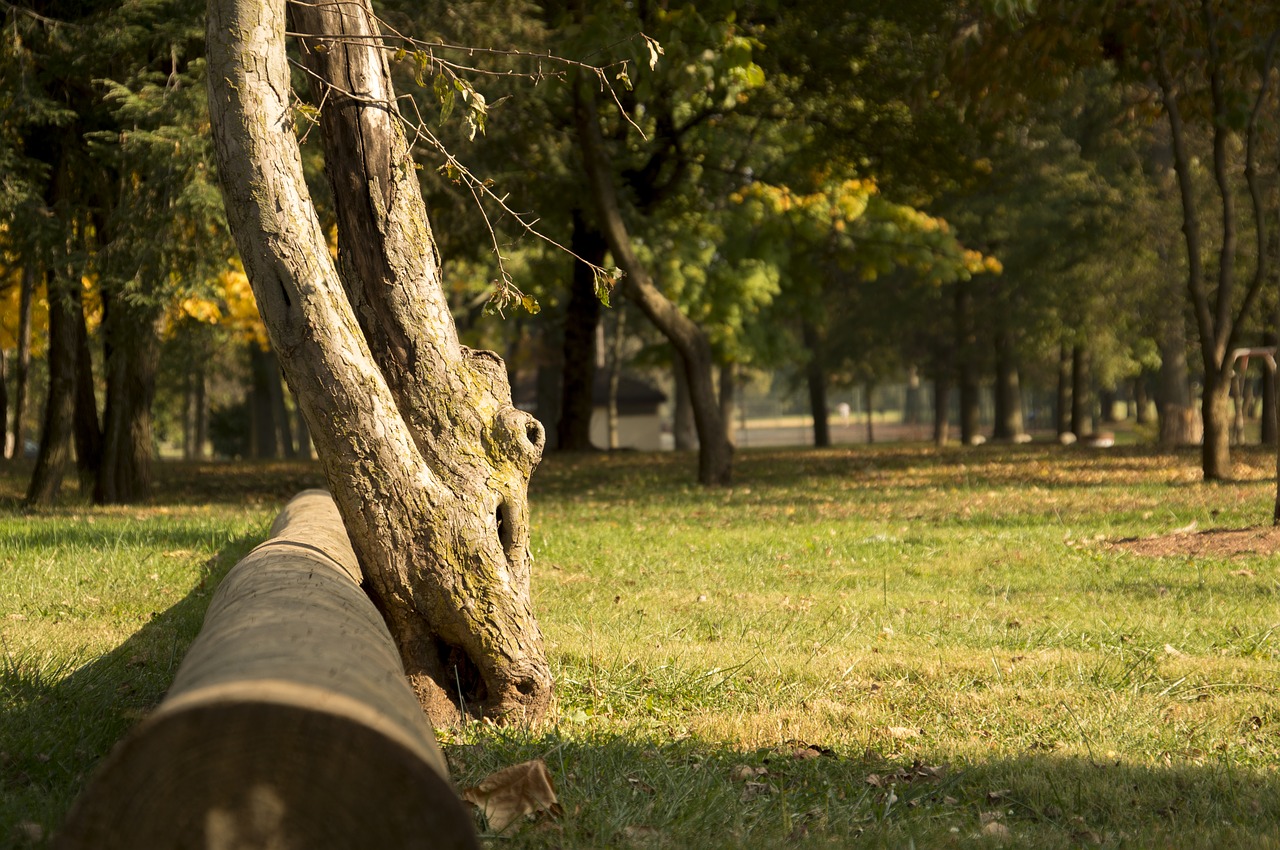 tree fallen forest free photo