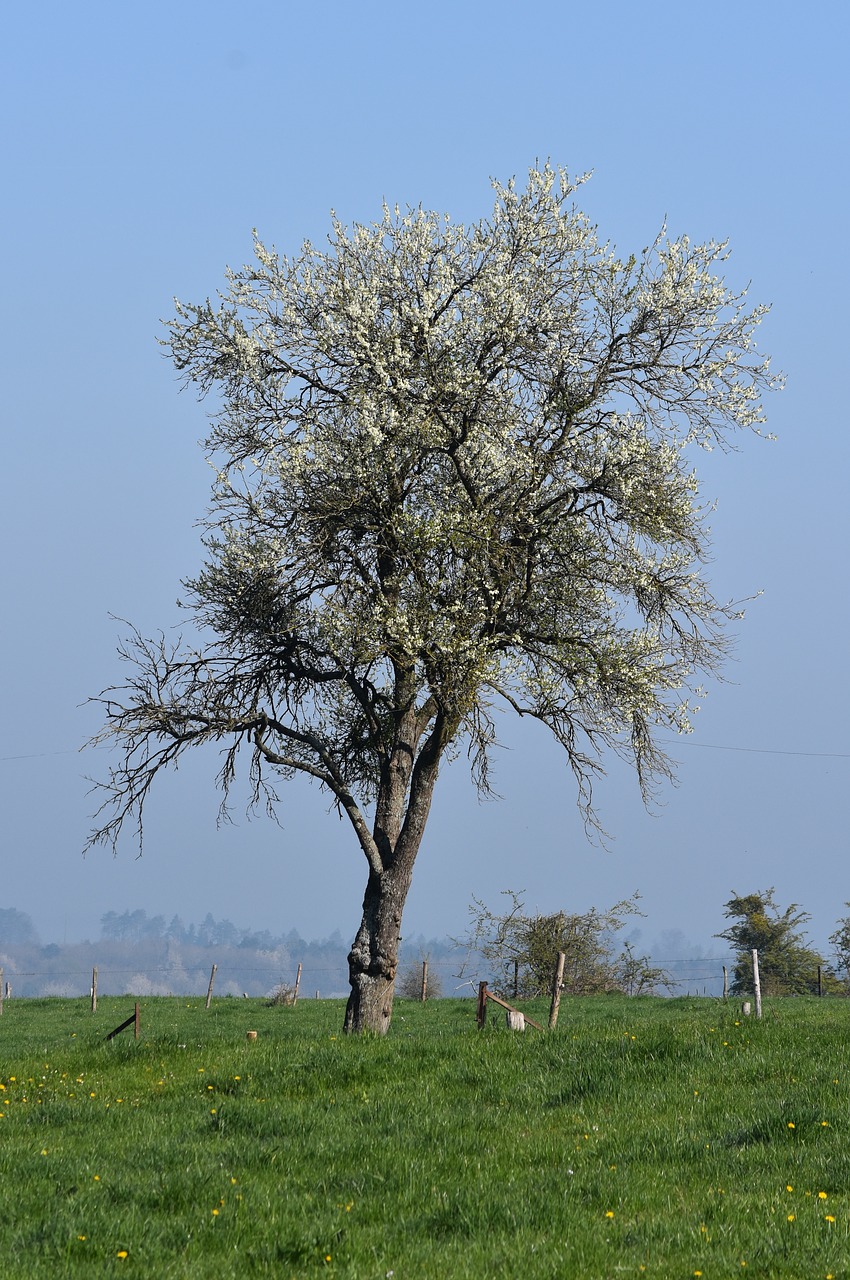 tree spring meadow free photo