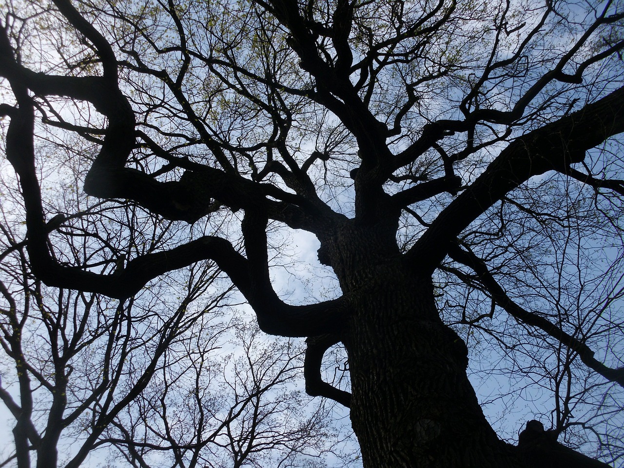 tree aesthetic branches free photo