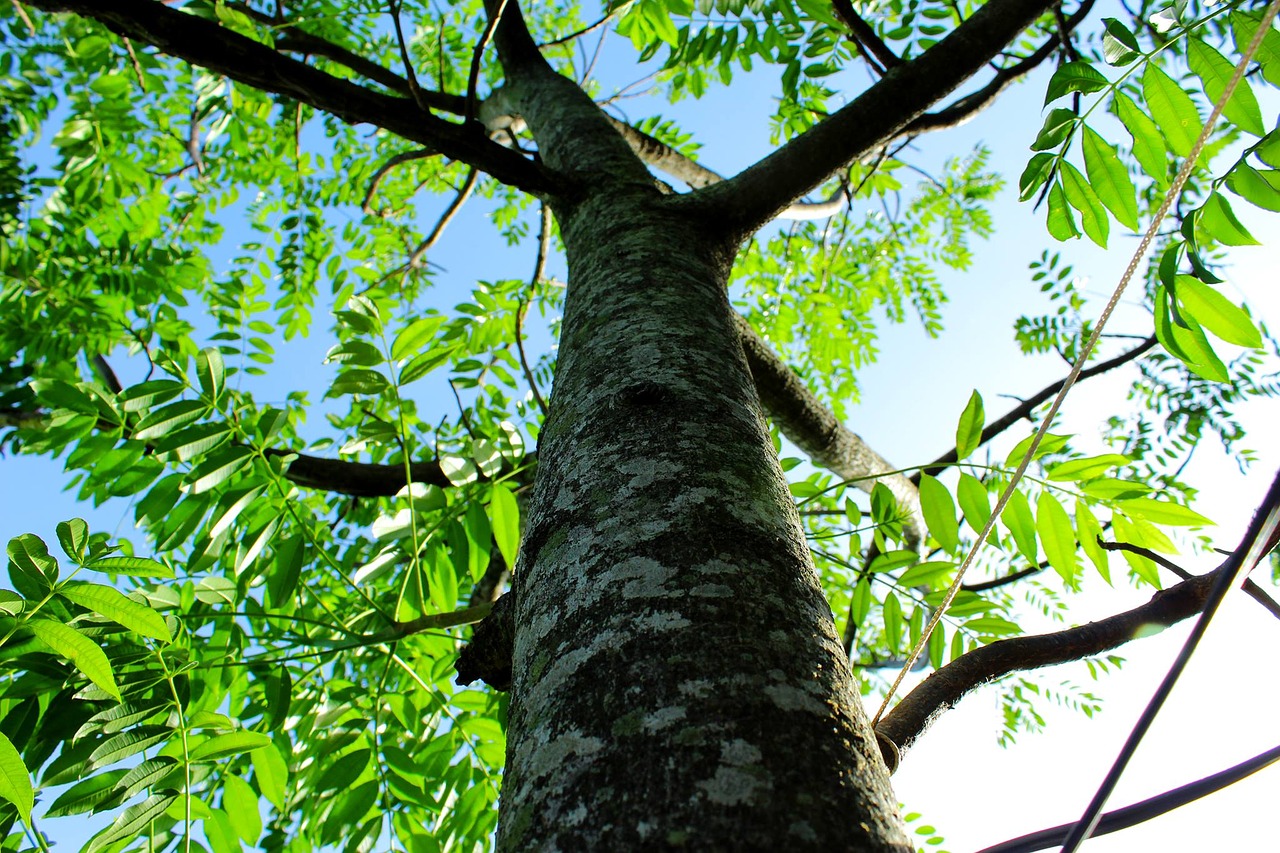 tree green twigs free photo