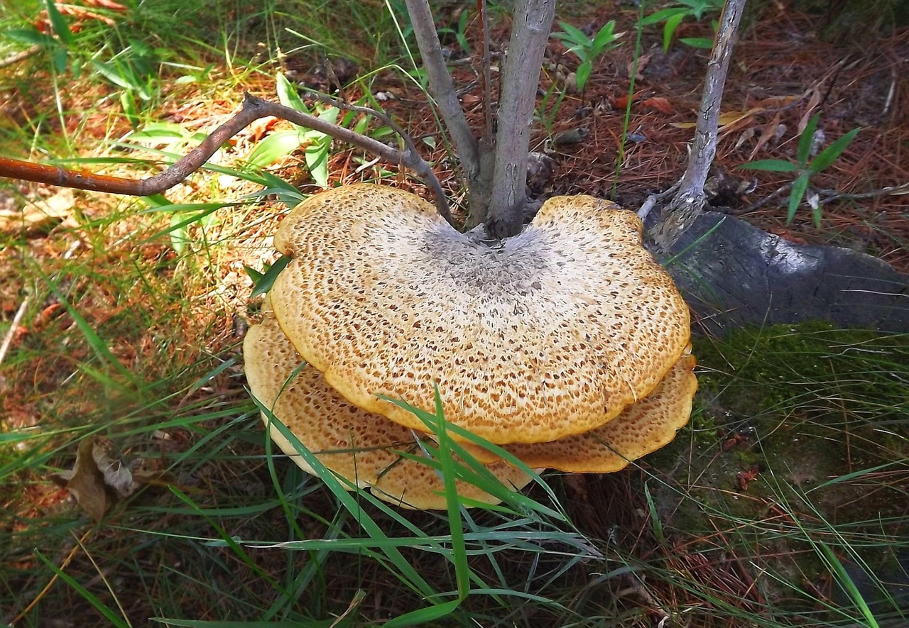 tree mushrooms hub free photo