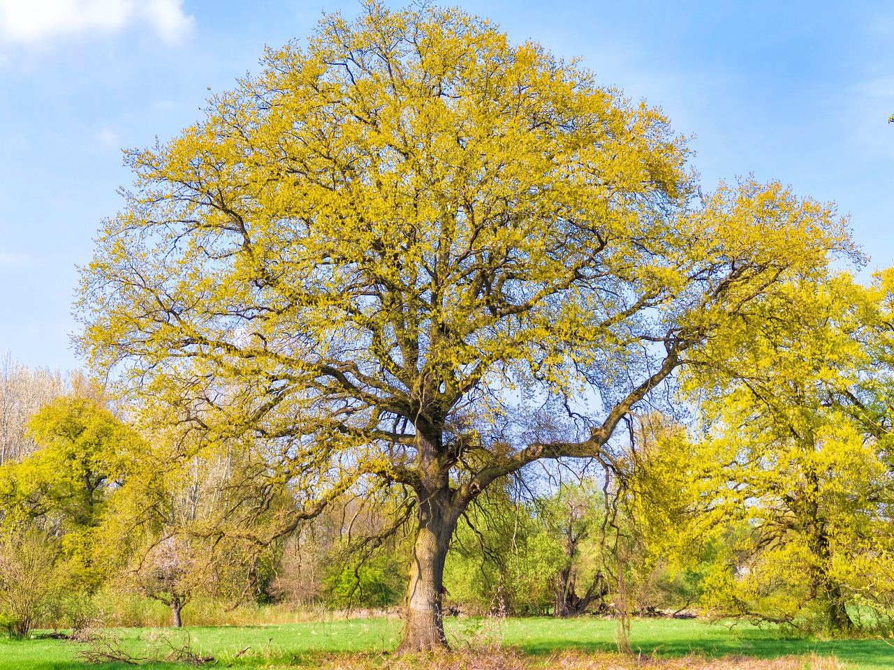 tree nature old tree free photo