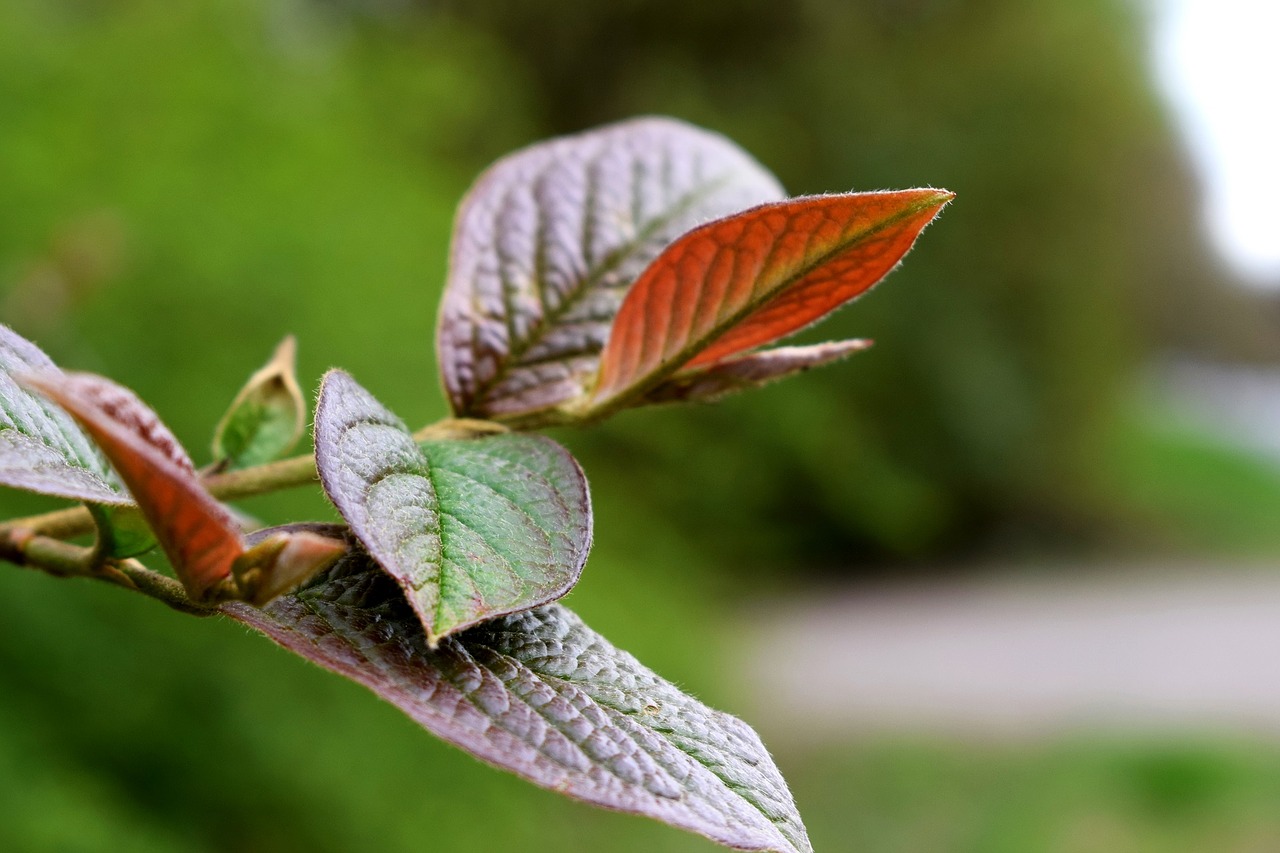 tree leaves leaf free photo