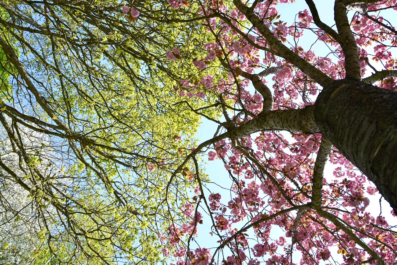 tree green pink free photo