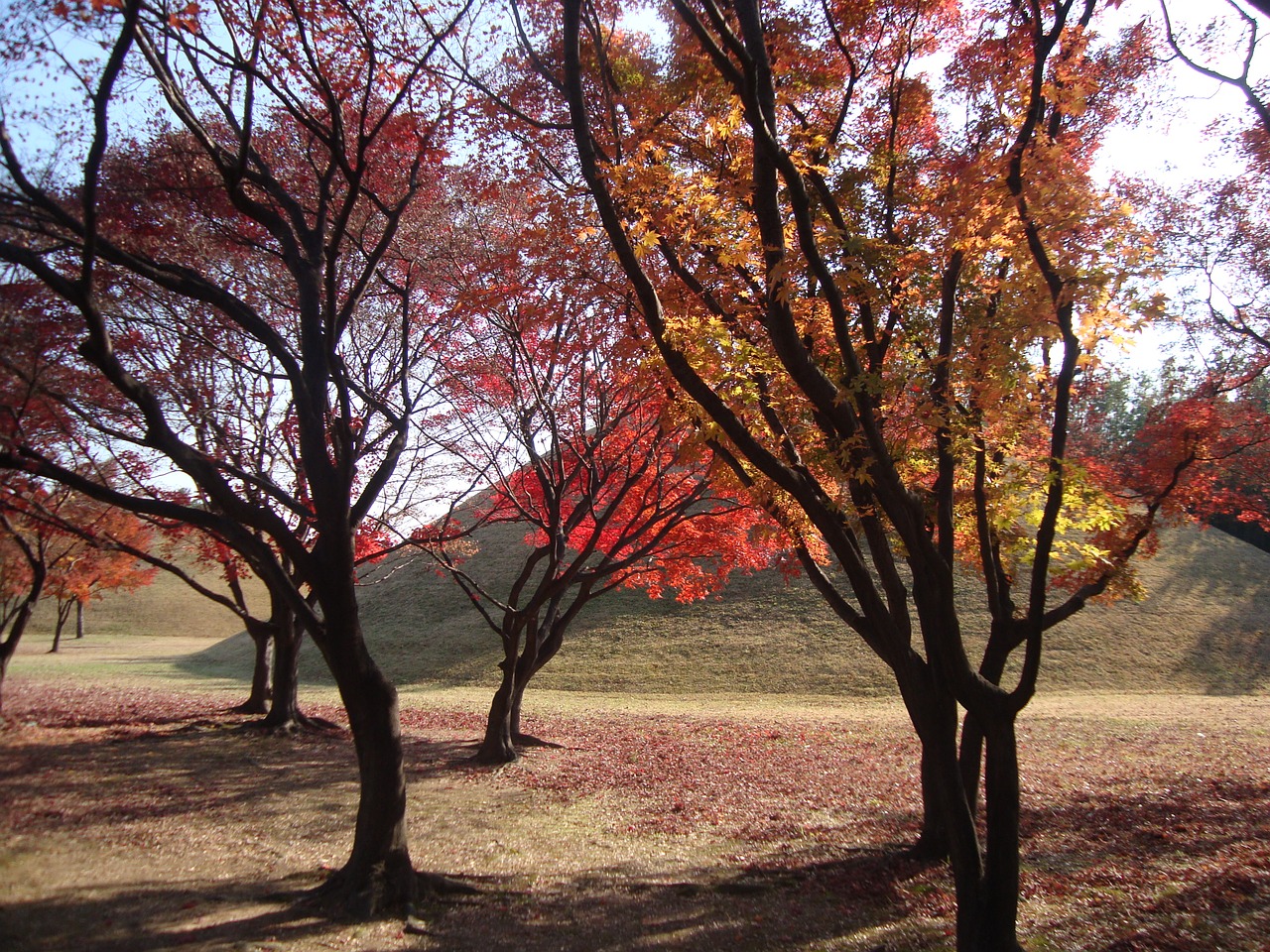 tree autumn nature free photo