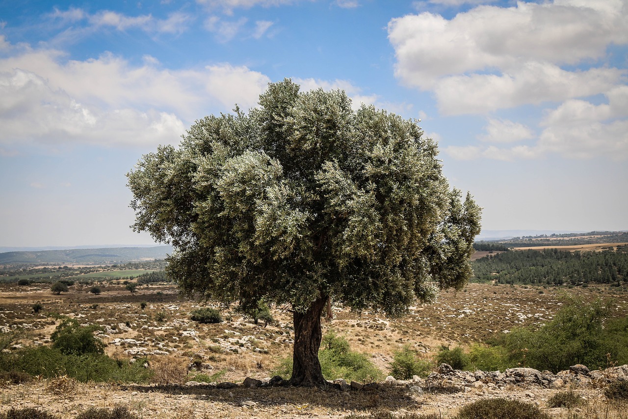 tree landscape nature free photo