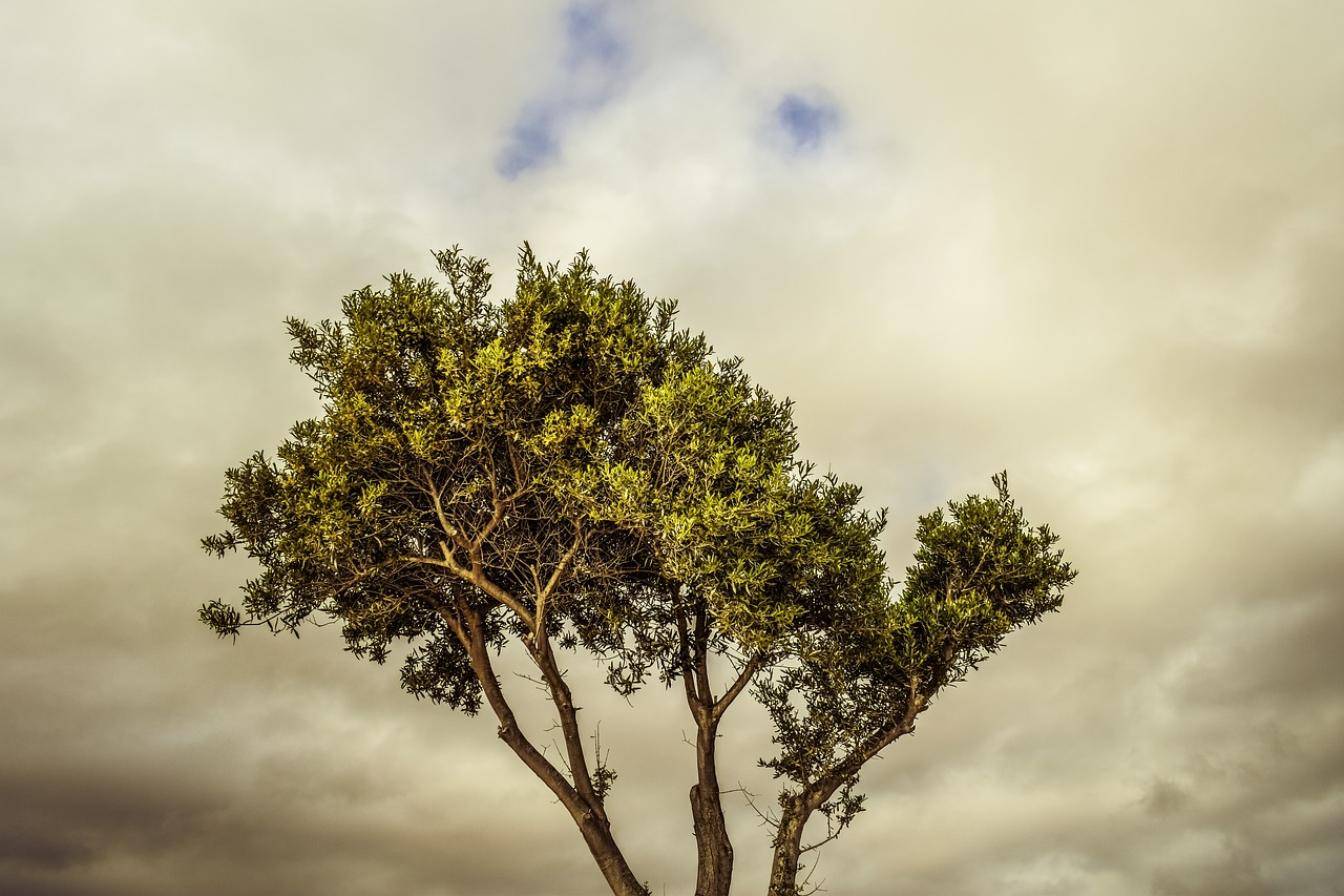 tree branch sky free photo