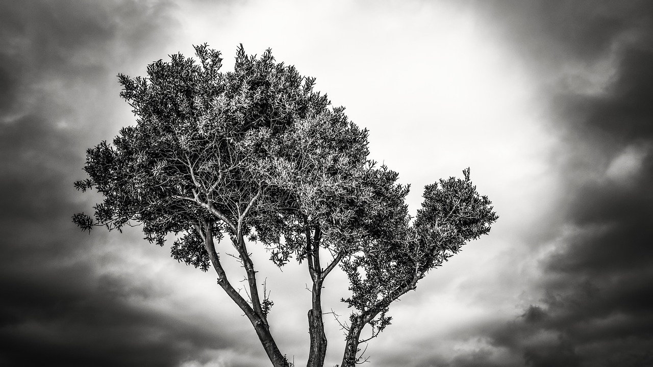 tree branch sky free photo