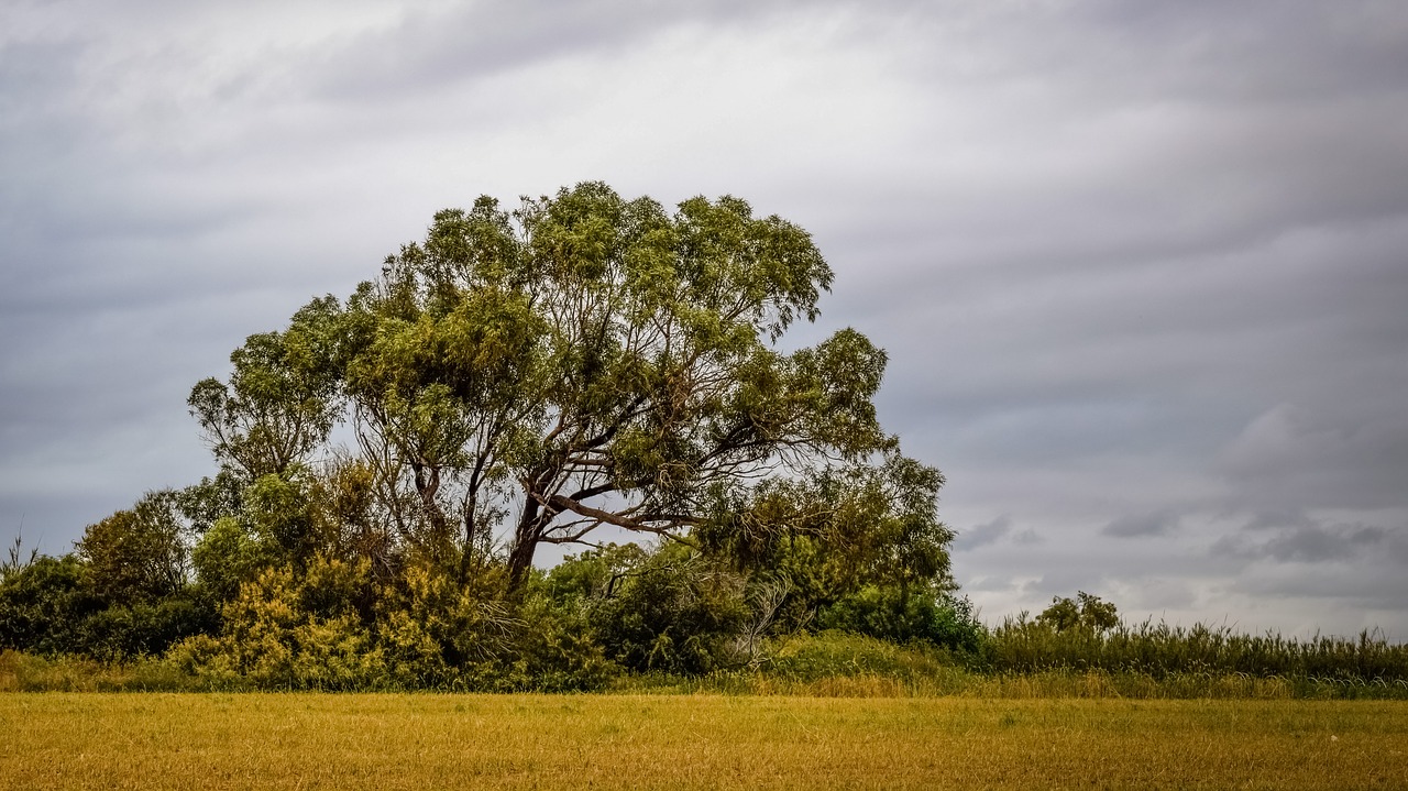 tree meadow countryside free photo