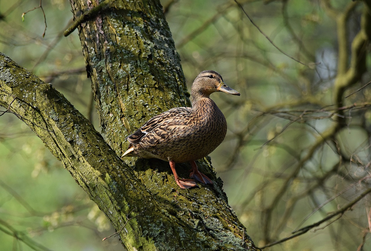 tree duck nature free photo