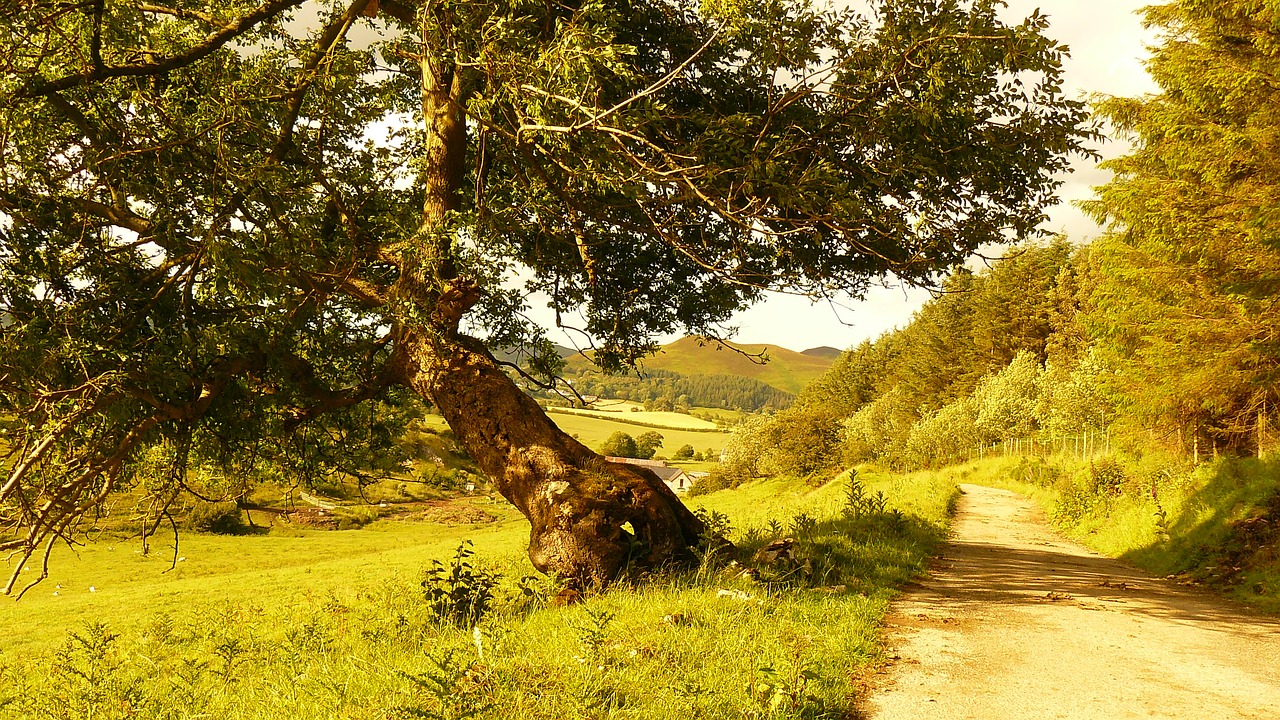 tree path landscape free photo