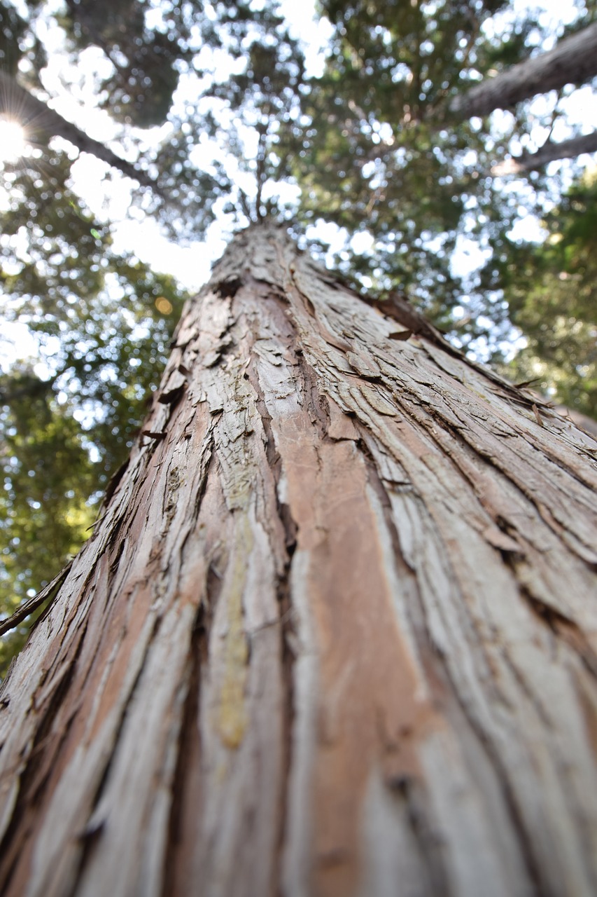 tree wood nature free photo