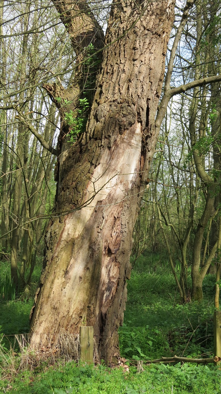 tree woods nature free photo