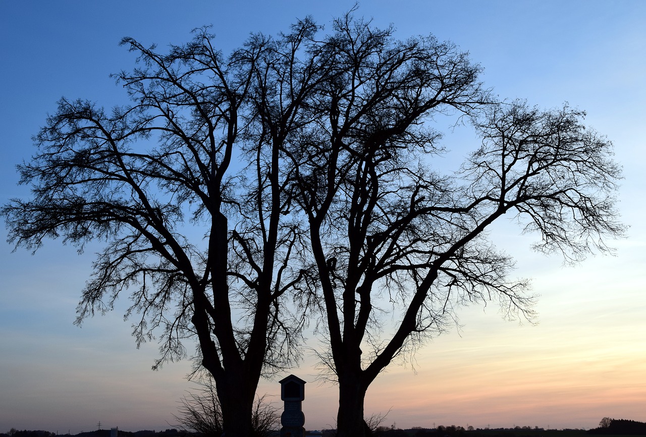 tree winter kahl free photo