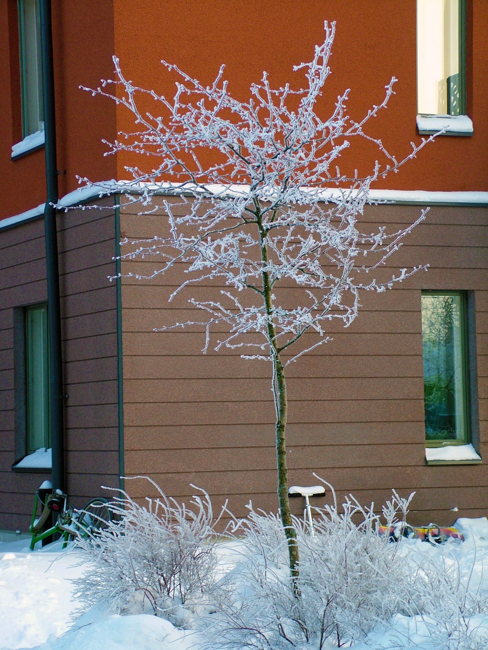tree winter snow free photo