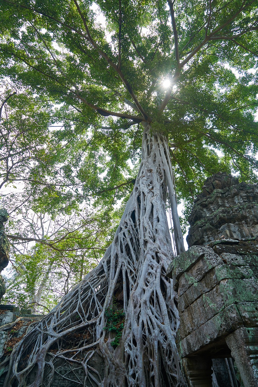 tree nature plant free photo