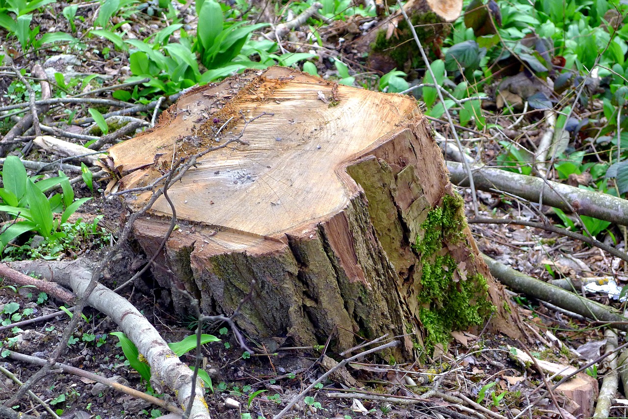 tree trunk nature free photo