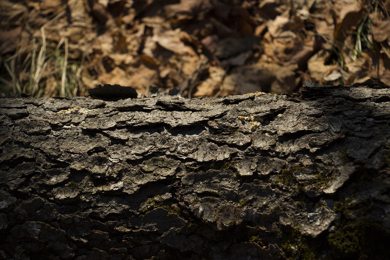 tree texture winter free photo