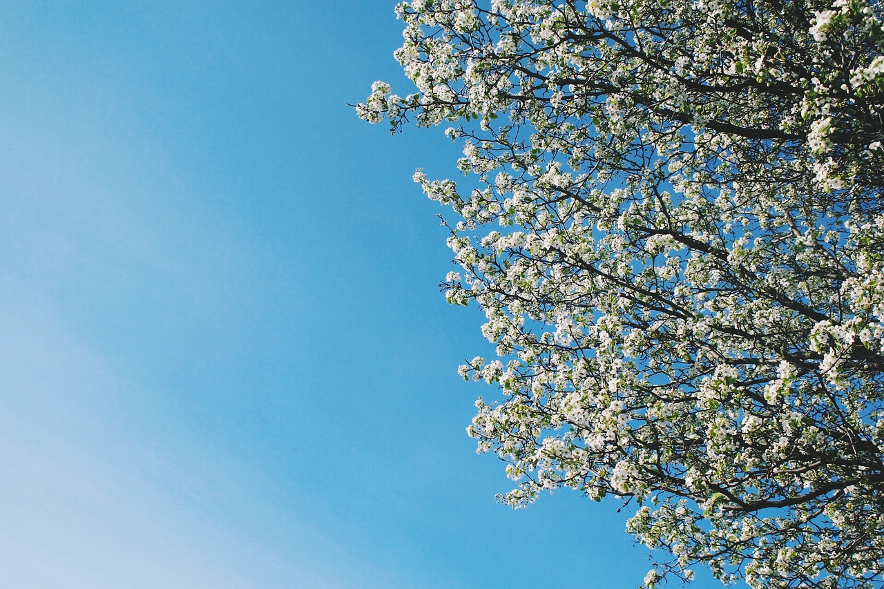 tree flower sky free photo